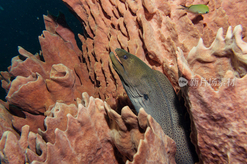 桶状海绵珊瑚中的巨型海鳗(Gymnothorax javanicus)